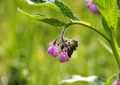 Common comfrey