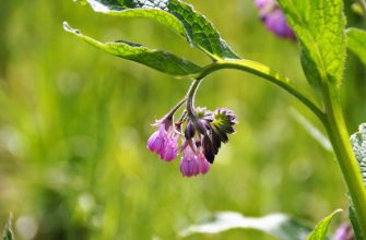Common comfrey