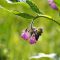 Common comfrey