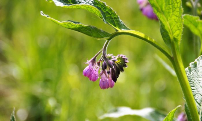 Common comfrey
