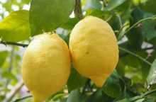 Lemons
