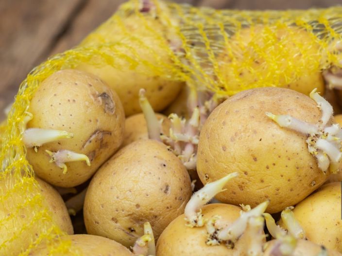 Sprouted potatoes from the store
