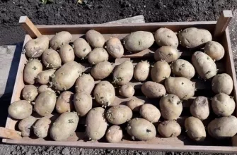 Sprouted potatoes before planting