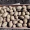 Sprouted potatoes before planting