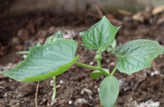 Cucumber