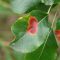 Pear rust