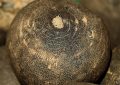 Black radish