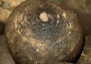 Black radish