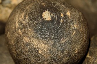 Black radish
