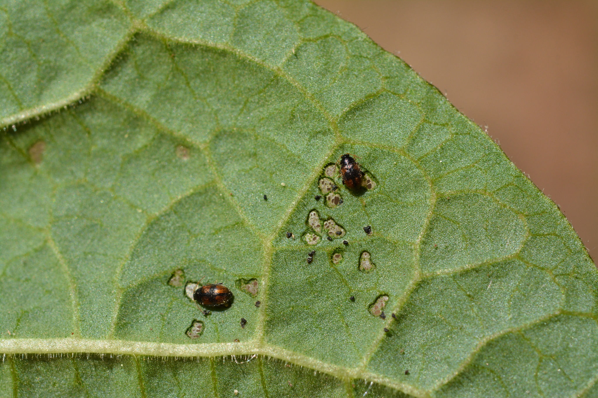 Infestation of a squatter plant