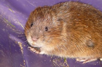 Water voles