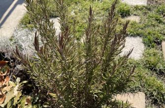 Rosemary after winter