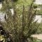 Rosemary after winter