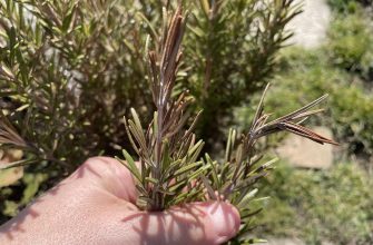 Rosemary after winter
