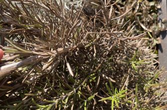 Rosemary after winter