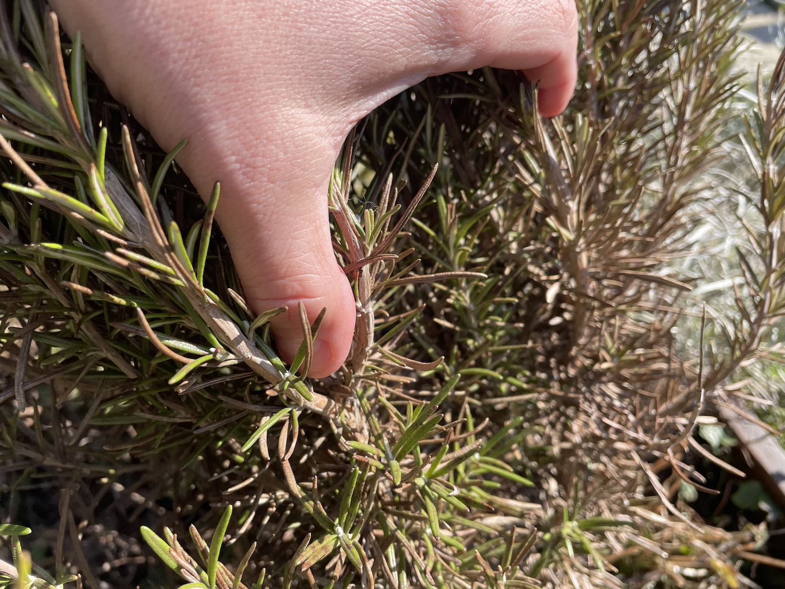Rosemary after winter