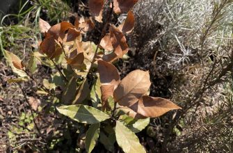 Bay leaf after winter