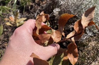 Bay leaf after winter