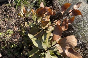 Bay leaf after winter