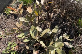 Bay leaf after winter