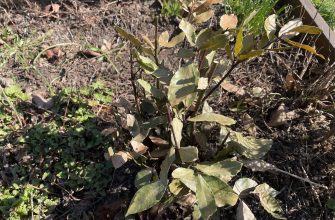 Bay leaf after winter
