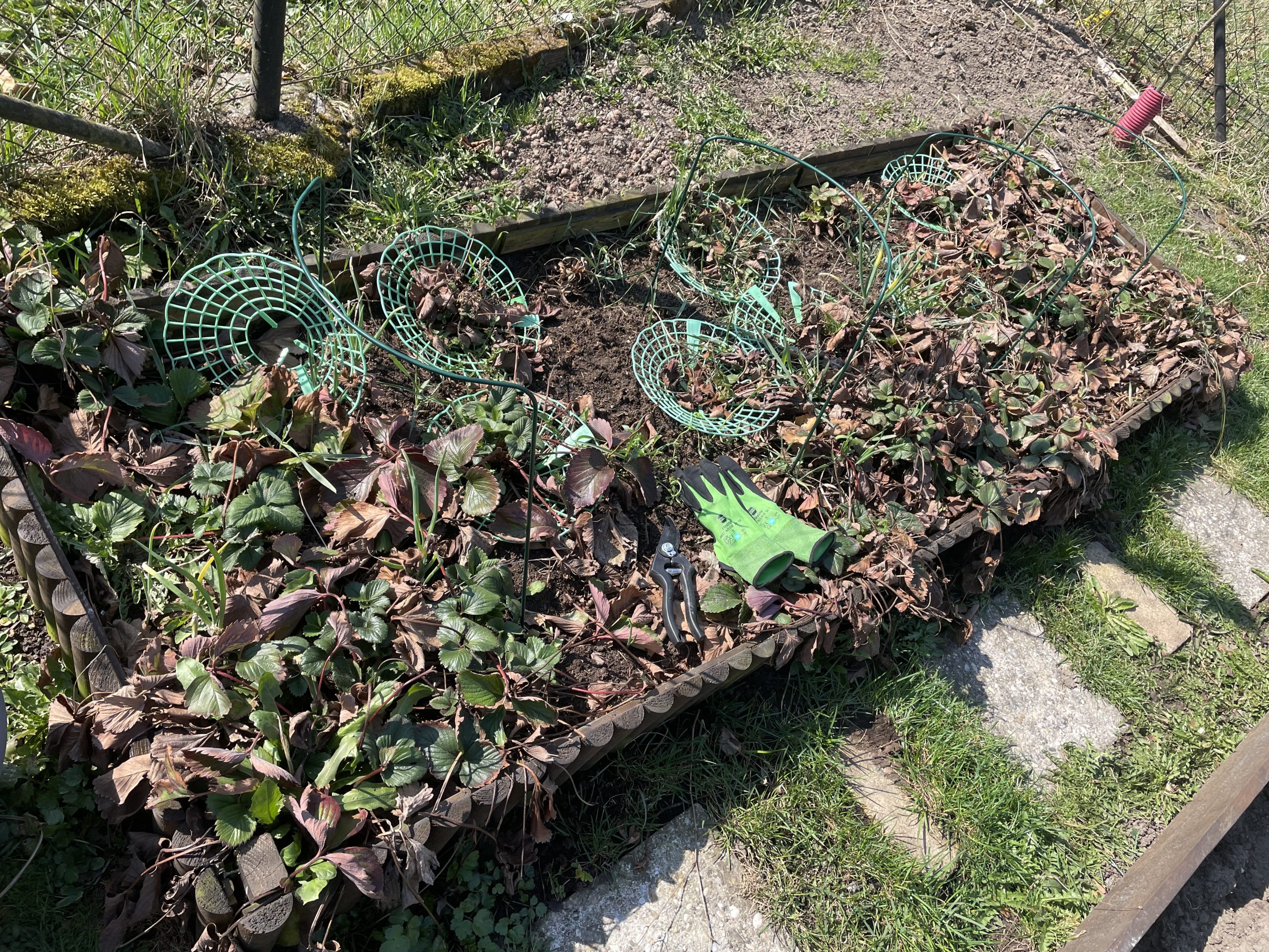 Strawberries before care