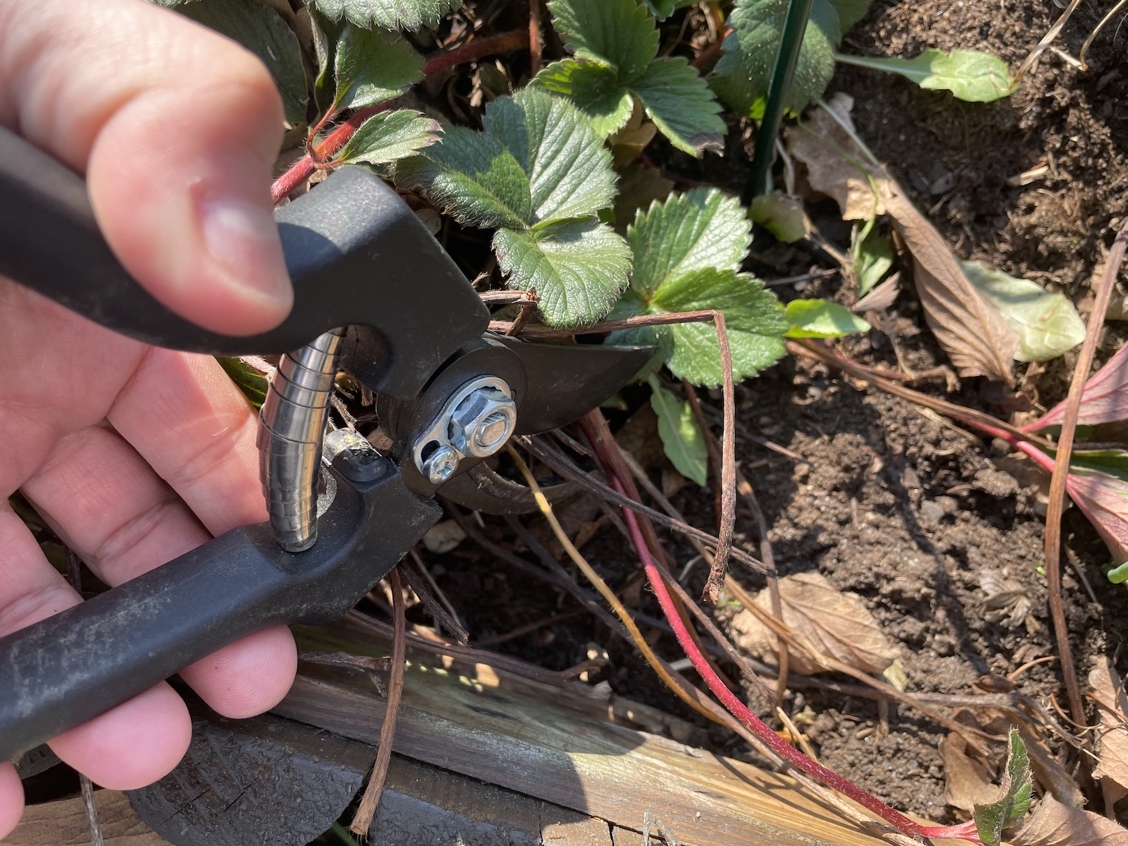 Strawberry after winter