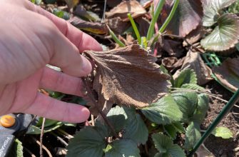 Strawberry after winter