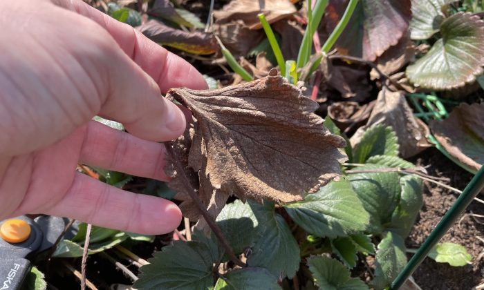 Strawberry after winter