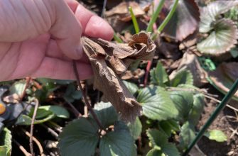 Strawberry after winter