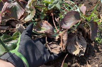 Strawberry after winter