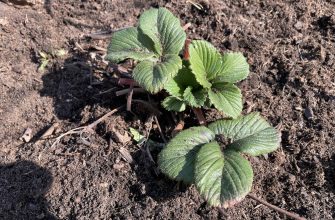Strawberry after winter