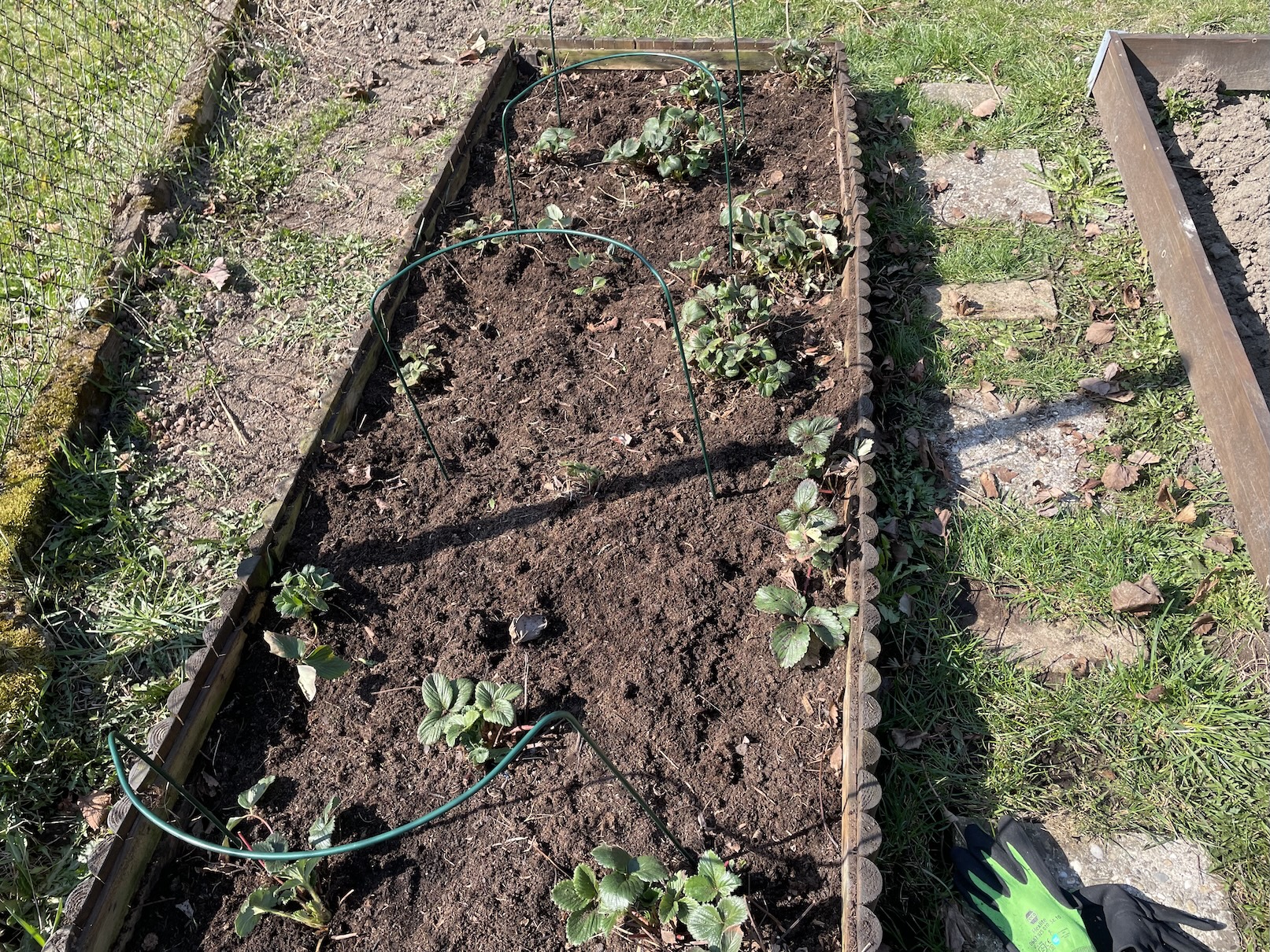 Strawberries after care