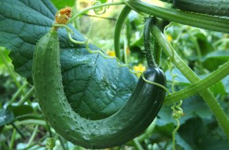 Cucumbers