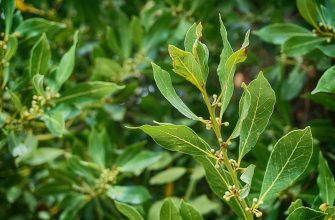 Bay leaves