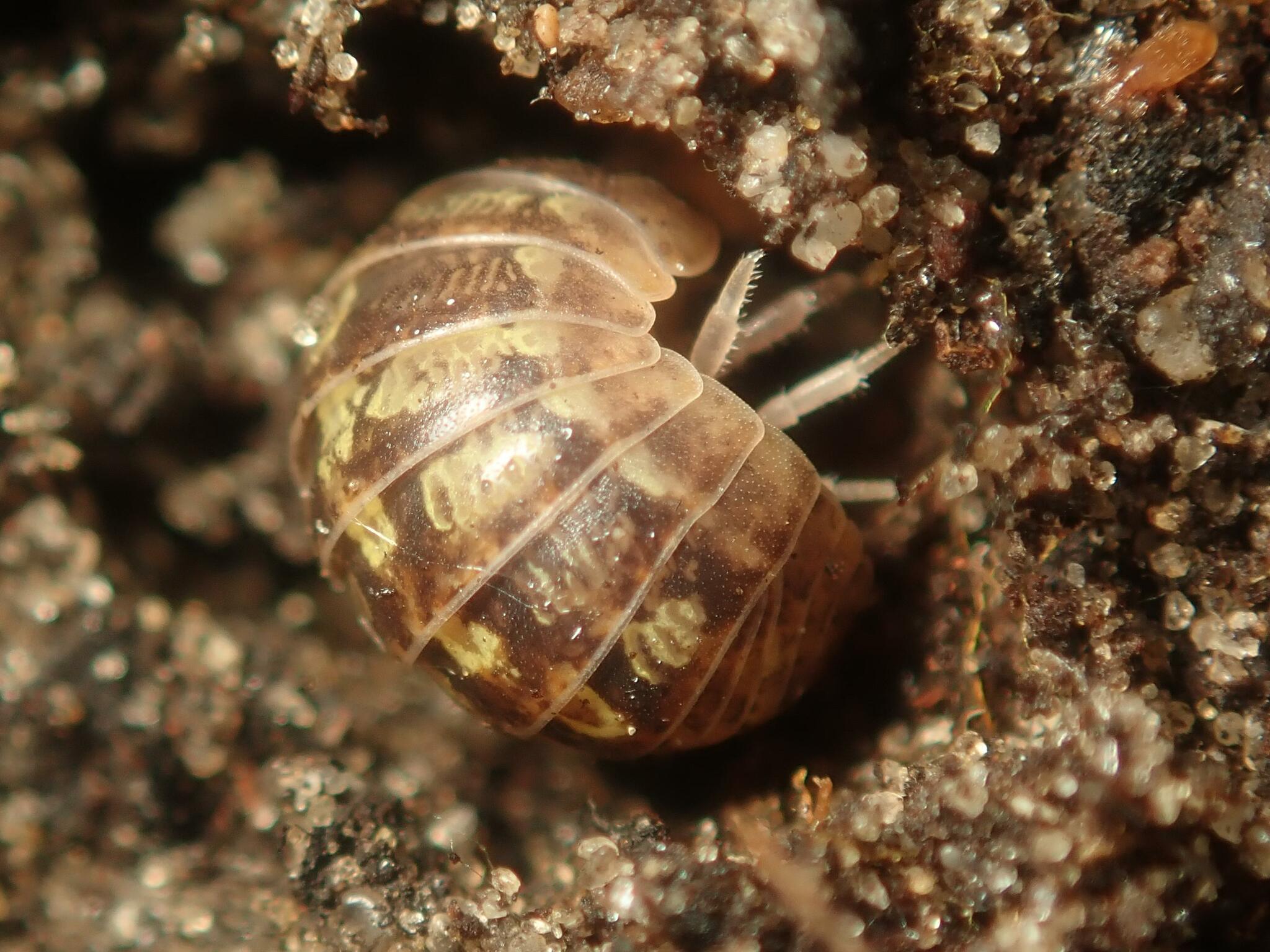 Armadillidium vulgare