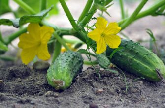 Cucumbers