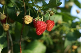 Raspberry