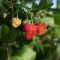 Raspberry