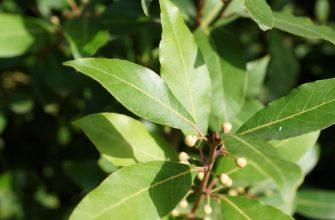 Bay leaves