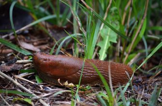 Slug