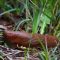 Slug