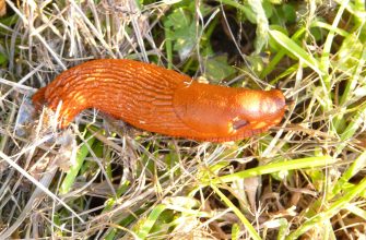 Slug