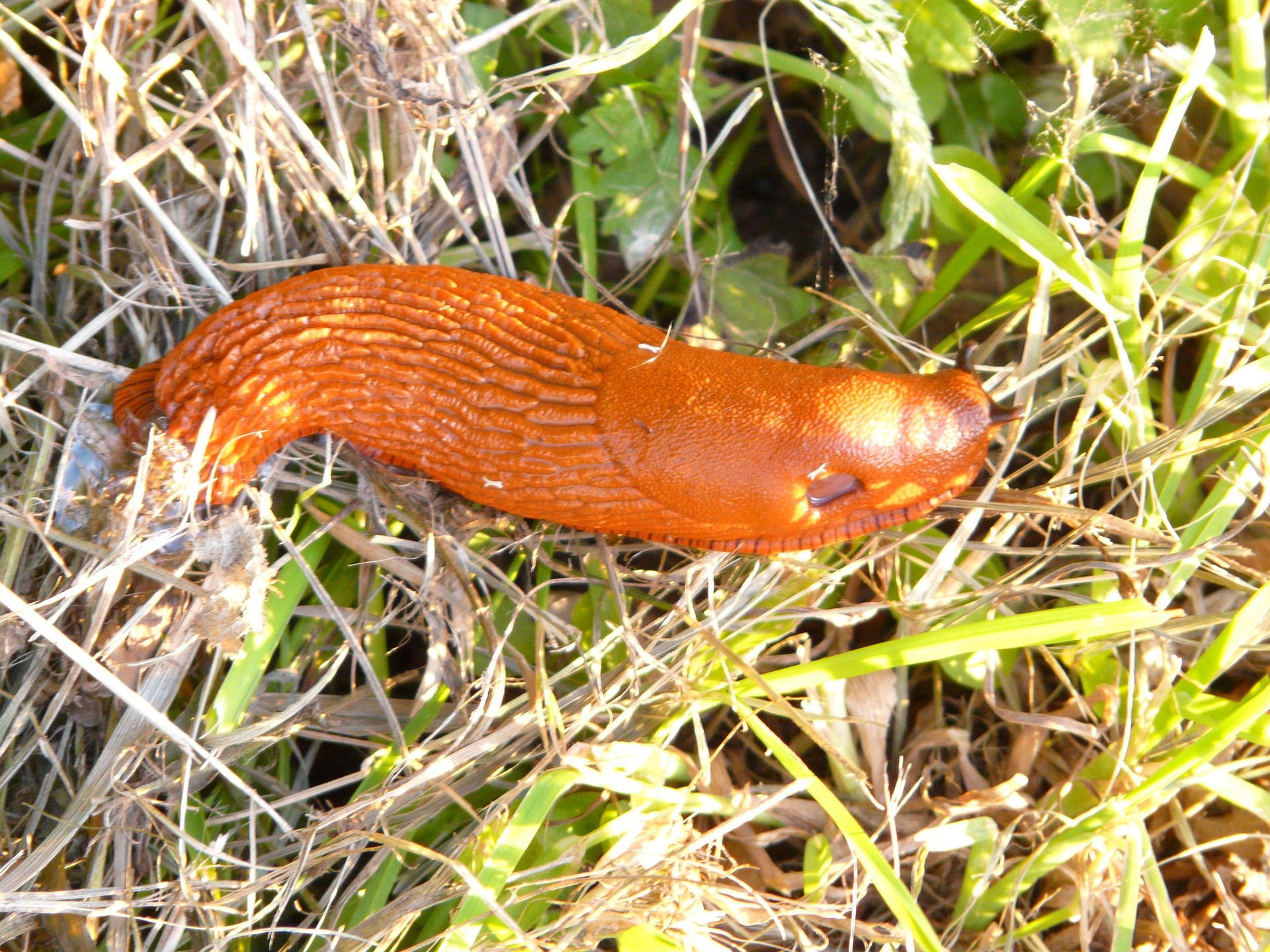 Slug
