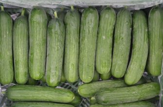 Cucumbers