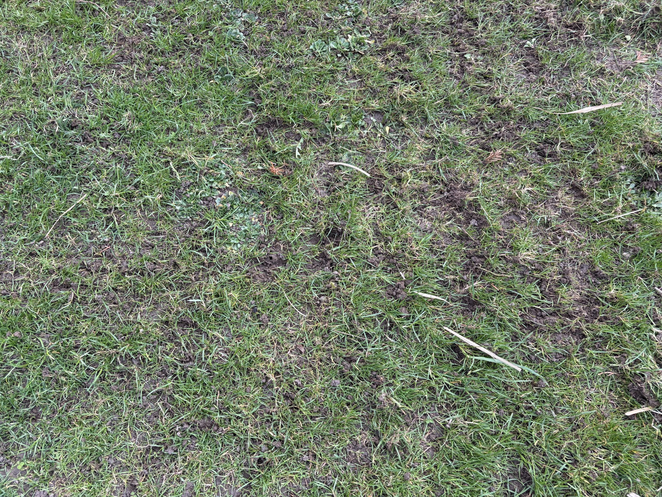 Lawn Verticutting