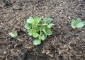 Radish