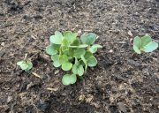 Radish
