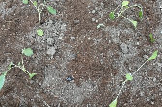 Blue pellets