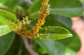 Bay leaves